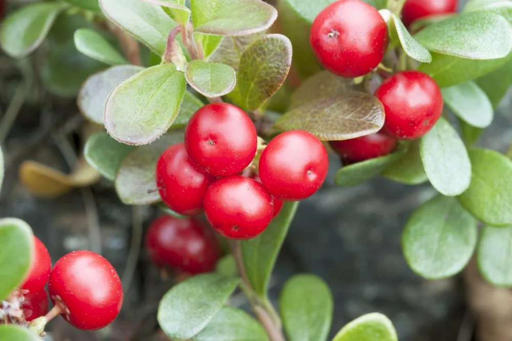 bearberry and lingonberry faydaları