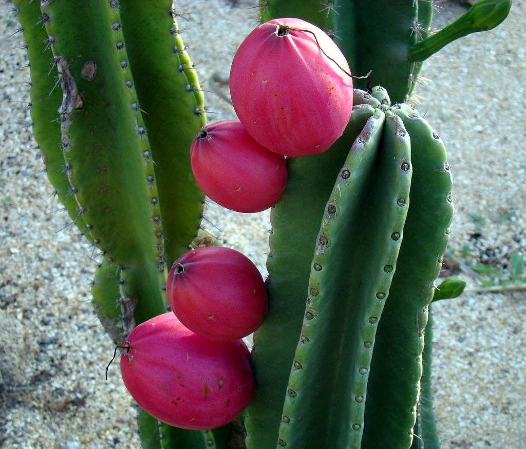 peru elması faydaları