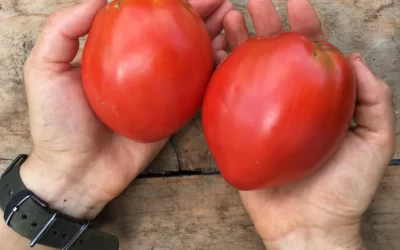Amish Paste Domatesi Nasıl Yetiştirilir? Özellikleri