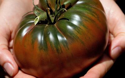 Black Krim Domates Nasıl Yetiştirilir? Özellikleri