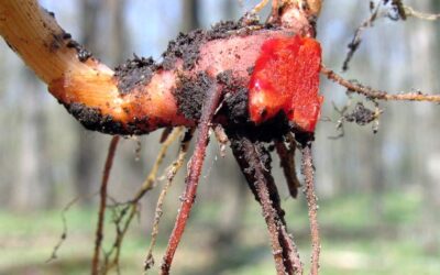Bloodroot Nedir? Bloodroot Ne İşe Yarar?