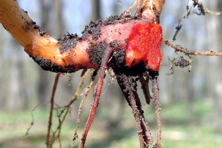 Bloodroot nedir faydaları