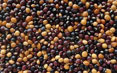 Güvercin Bezelyesi (Cajanus Cajan) Nedir? Faydaları
