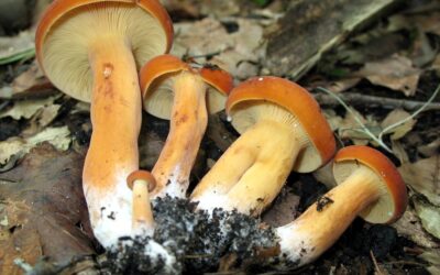 Kirmit Mantarı (Tirmit Mantarı) faydaları Neler? Özellikleri