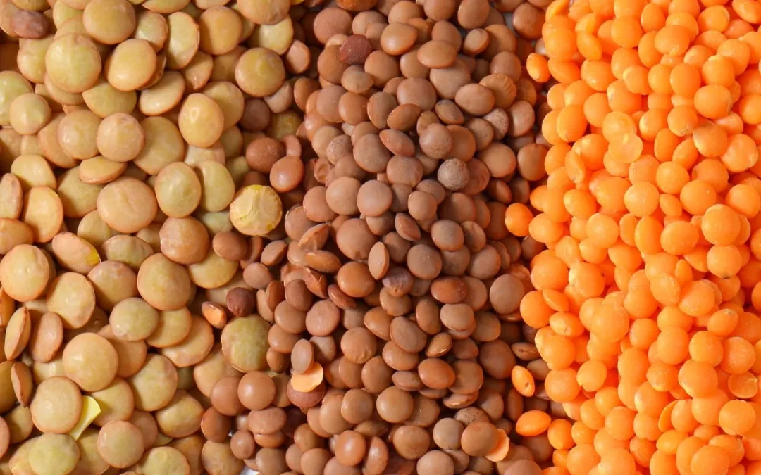 Mercimek ve Guatrojenik Etkileri