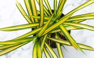 Pandanus Çiçeği Nasıl Bakılır? Nasıl Çoğaltılır? Özellikleri