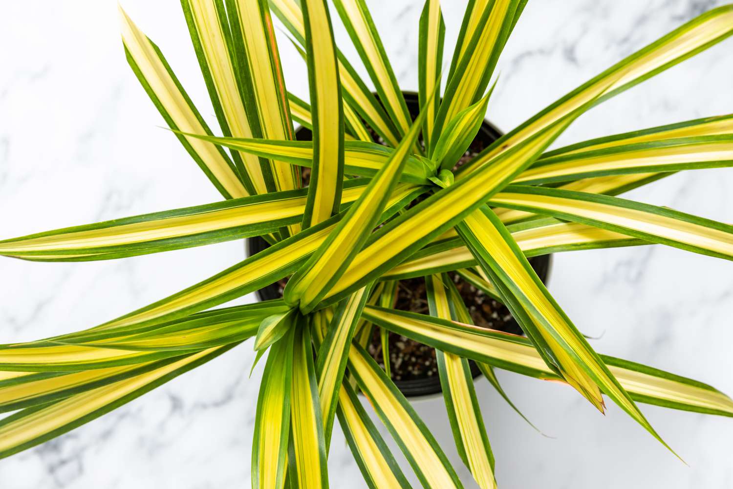 Pandanus Çiçeği bakımı