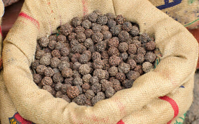 Rudraksha Nasıl Temizlenir? Rudraksha Ağacı Tohumu