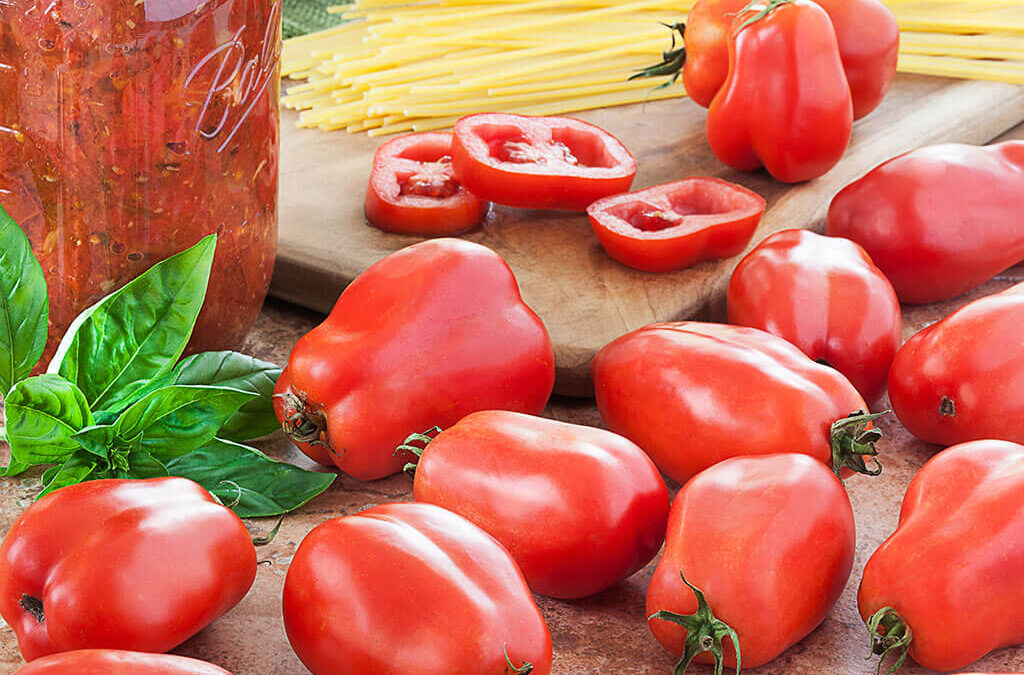 San Marzano Domates Yetiştiriciliği