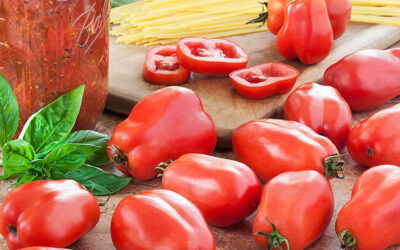 San Marzano Domates Yetiştiriciliği (Roma Domatesi)