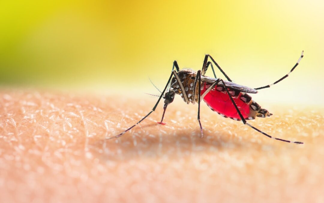 Sivrisinekler Neden Bazı İnsanları Daha Çok Isırır?