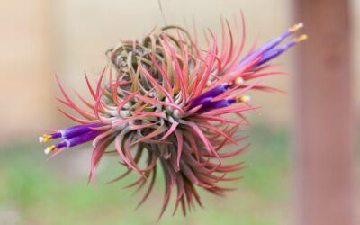 Tillandsia Çiçeği Kurudu İse Ne Yapmalı?