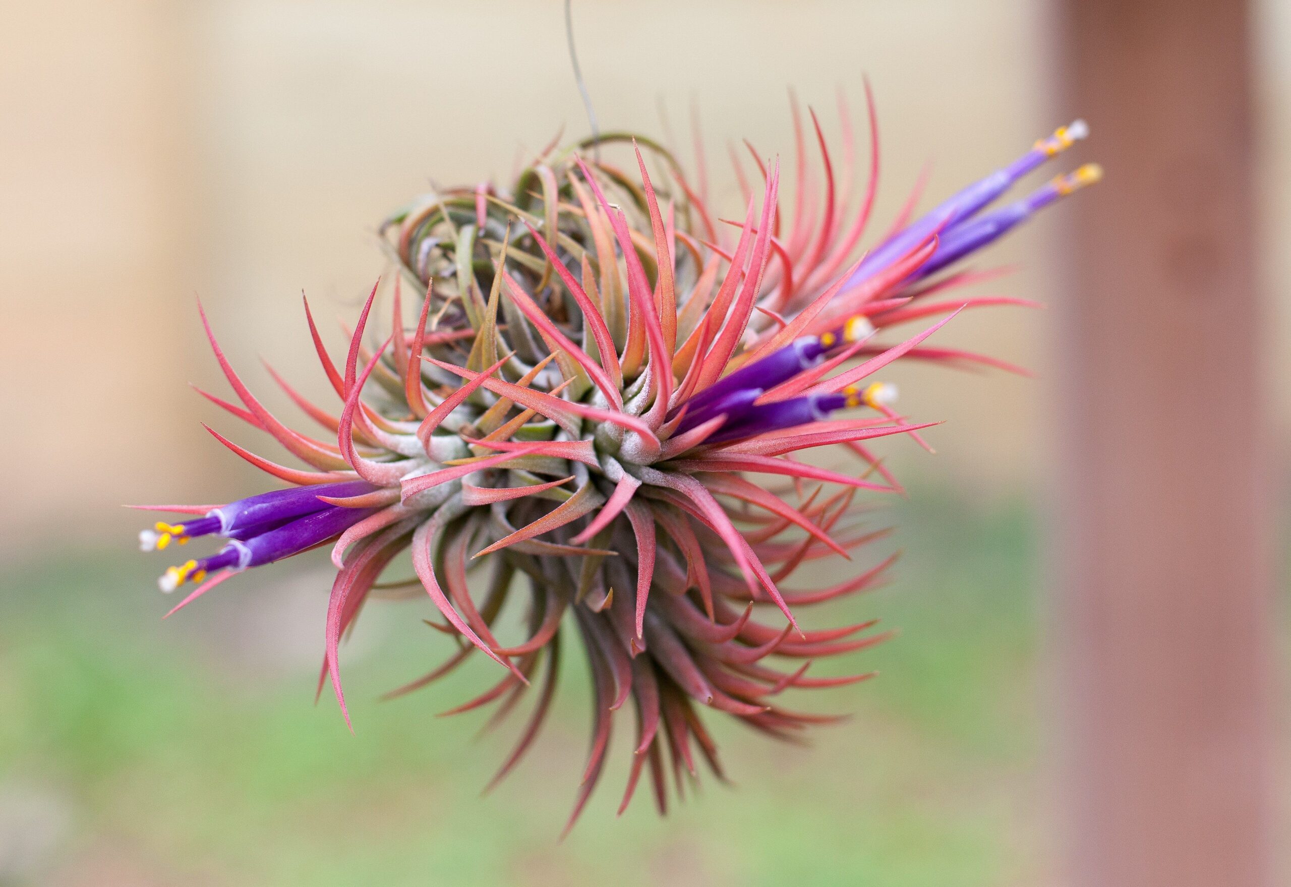 Tillandsia çiçeği kurudu