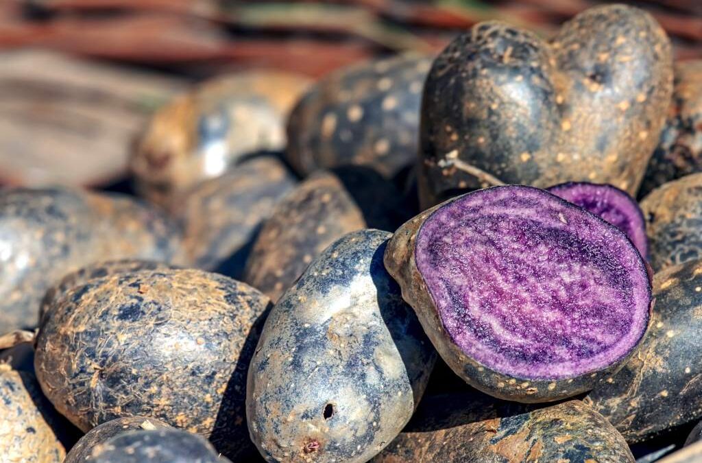 Vitelotte patates nasıl yenir faydaları