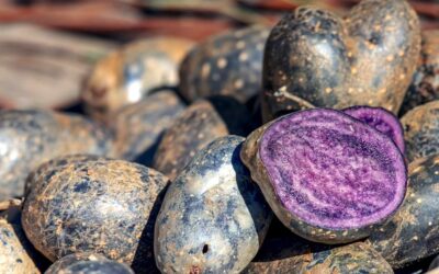 Vitelotte Patates Nedir? Nasıl Yenir?