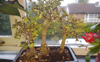 Bonsai Çiçeği Kurudu, Ne Yapmalıyım?