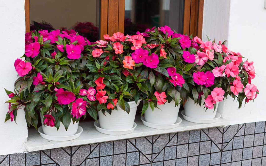 cam güzeli bakımı