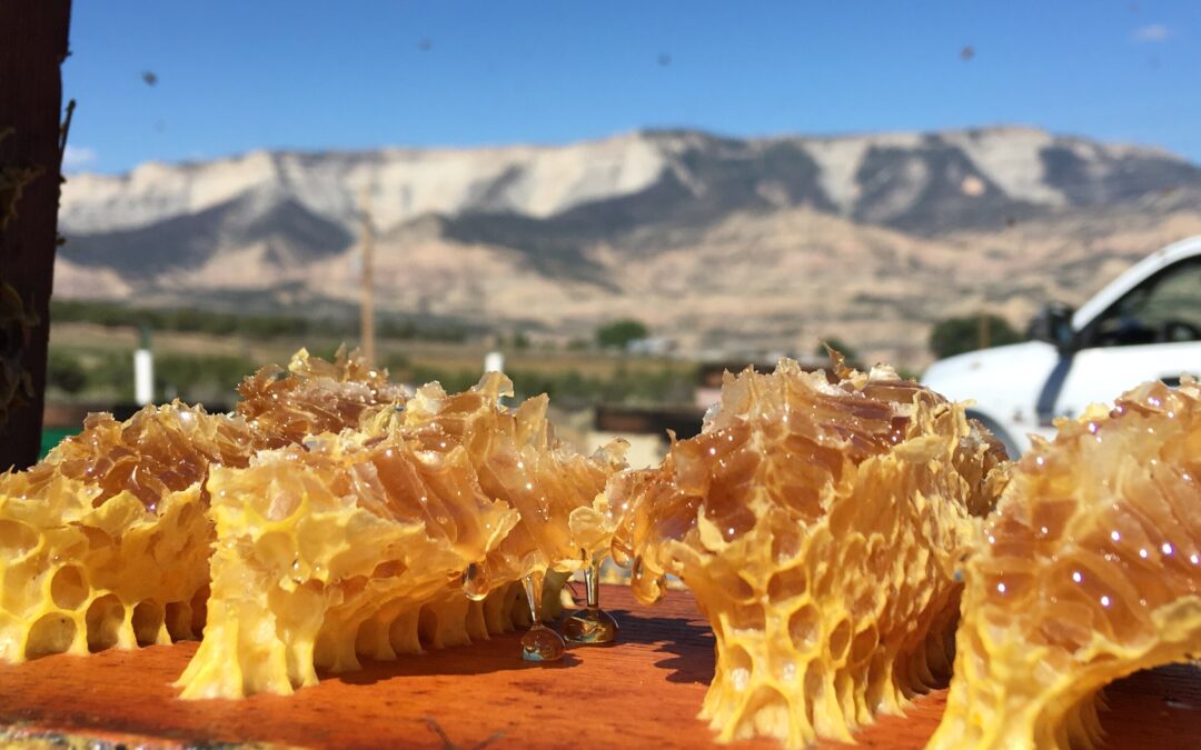 dağ balı faydaları