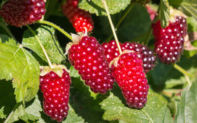 Loganberry Nedir? Nerede Yetişir? Özellikleri