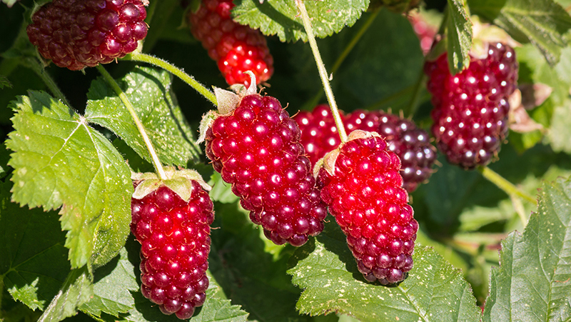 loganberry nerede yetişir