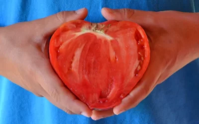 Oxheart domatesi (Manda Yüreği Domatesi) Yetiştiriciliği & Özellikleri