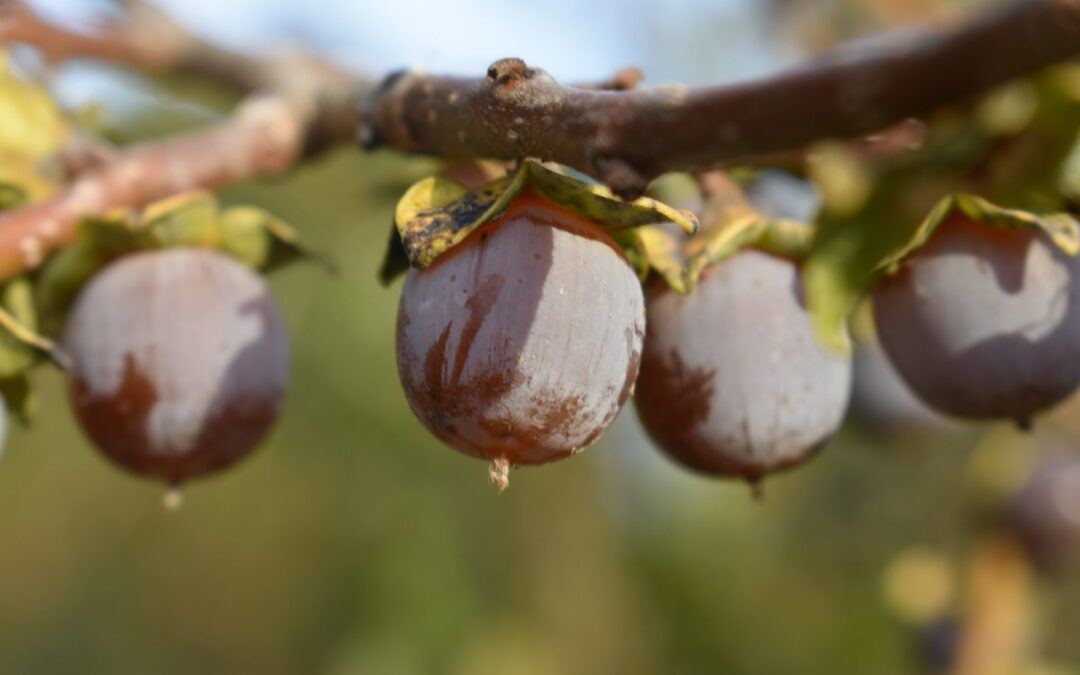 osuruk hurması faydaları