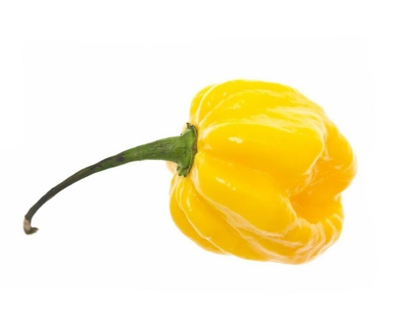 Scotch Bonnet biberi nerede yetişir