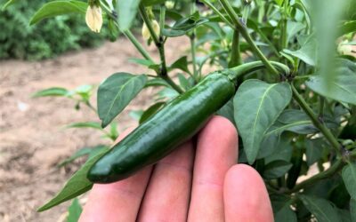 Serrano Biberi Acı mı? Serrano Biber Nasıl Yetiştirilir?