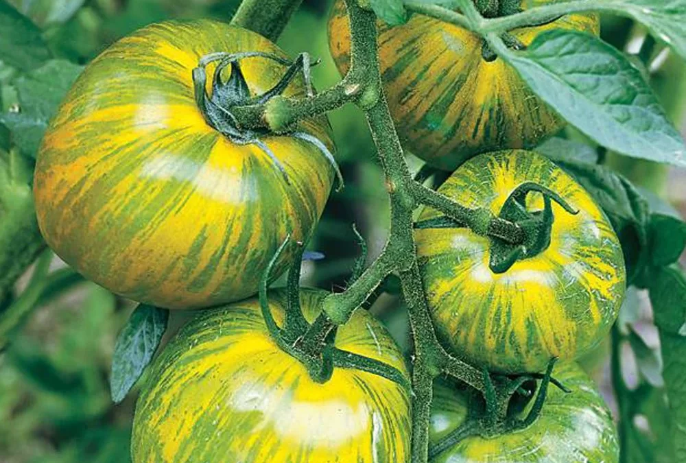 Zebra Domatesi Faydaları & Özellikleri