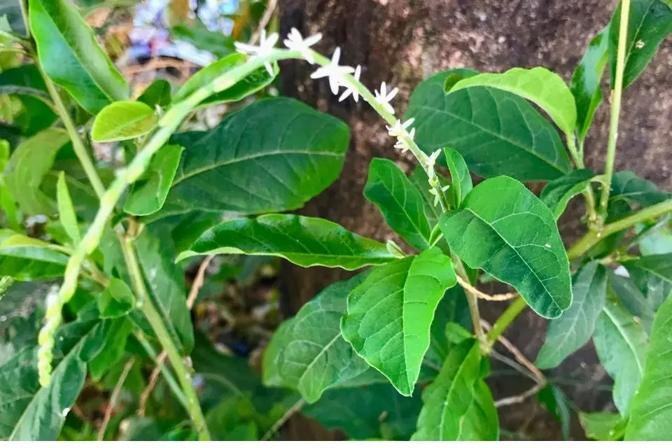 Anamu (Petiveria) Nedir? Faydaları