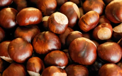 Bebekler Ne Zaman Kestane Yiyebilir?