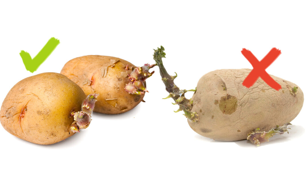 Filizlenmiş Patates Zehirler mi?