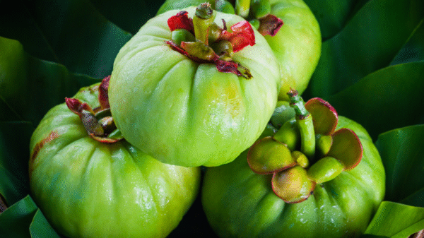 Garcinia Cambogia tozu satın al