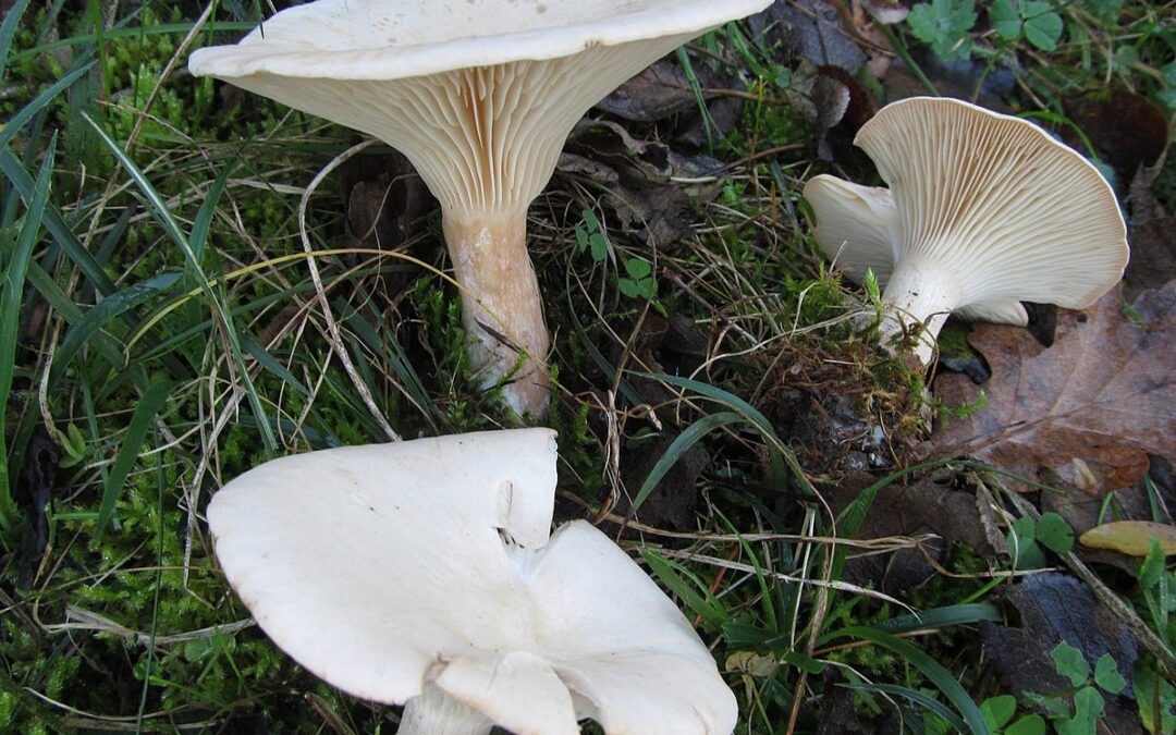 Balkadın Mantarı (Ebişke Mantarı) Özellikleri