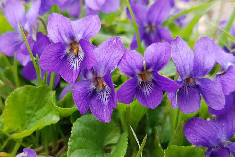 Kokulu Menekşe (Viola Odorata)