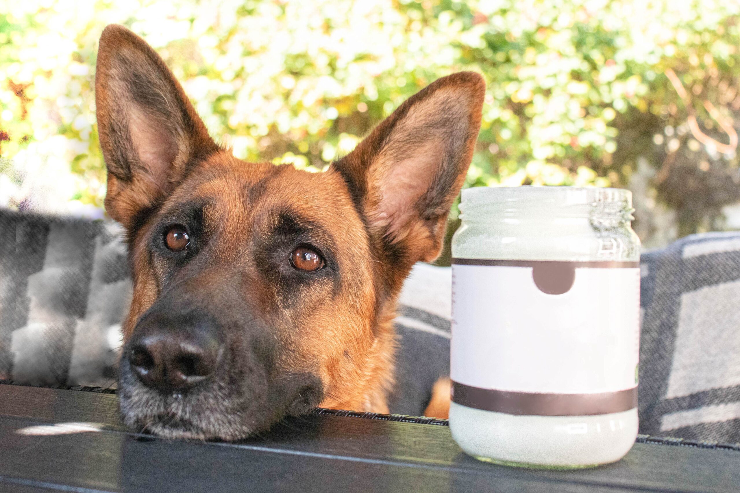 Köpekler İçin Hindistan Cevizi Yağı Kullanımı