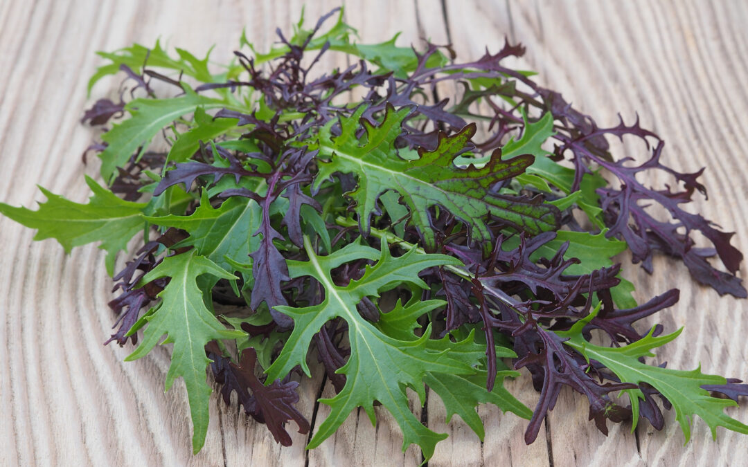 Mizuna (Japon Lahanası) Nedir? Faydaları Neler?