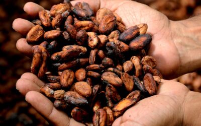 Teobromin Nedir? Teobromin Zararları, Zehirlenmesi