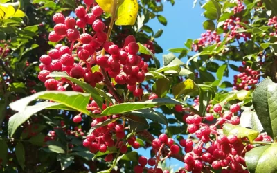Zanthoxylum Bungeanum fruit