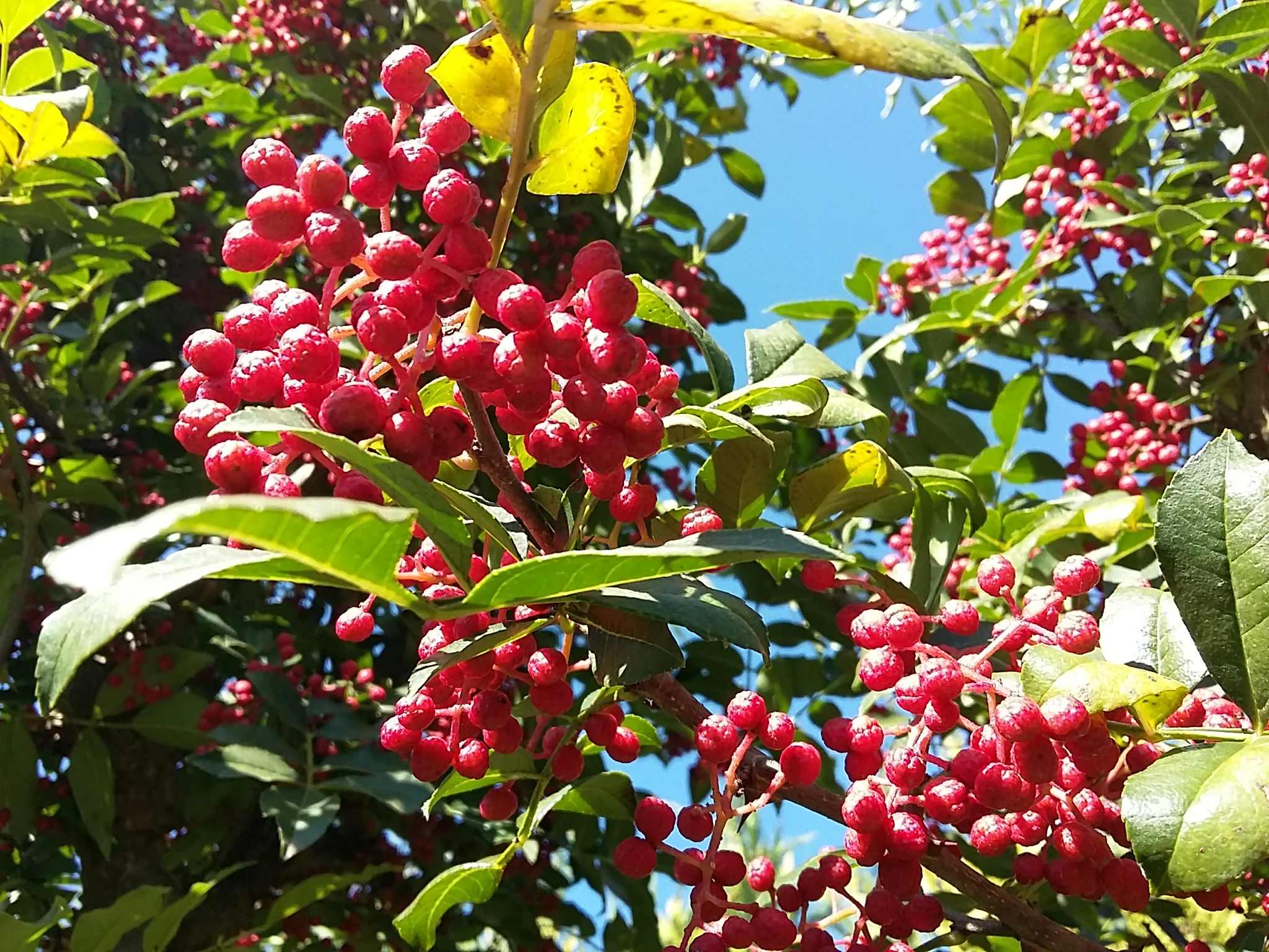 Zanthoxylum Bungeanum fruit