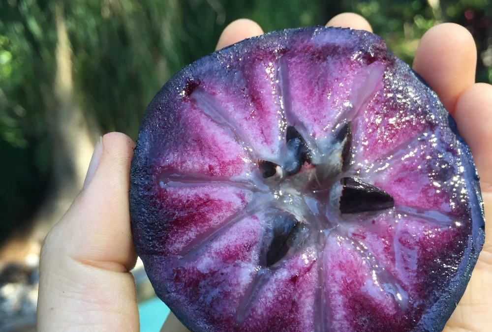 Caimito (Yıldız Elması) Nedir?