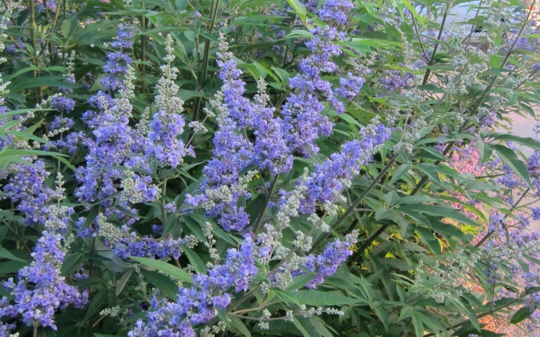 Vitex Faydaları Neler? Hayıt Tohumu Nasıl Kullanılır?