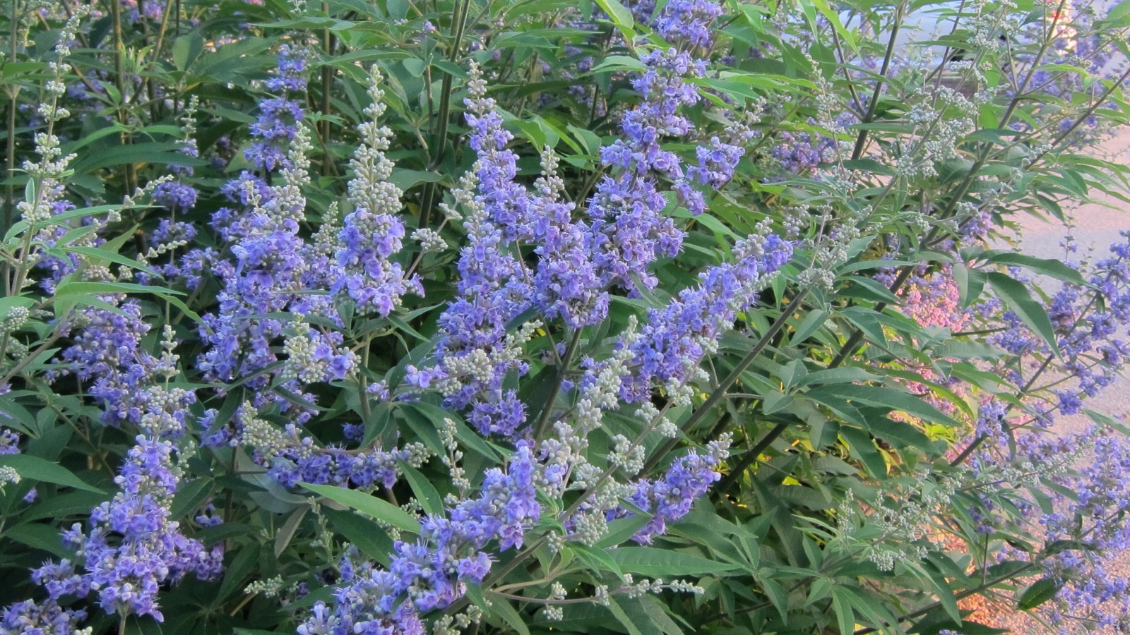 vitex nedir ne işe yarar