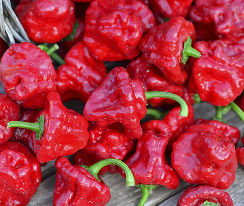 Jamaika Acı Biberi Özellikleri, Nerede Yetişir?