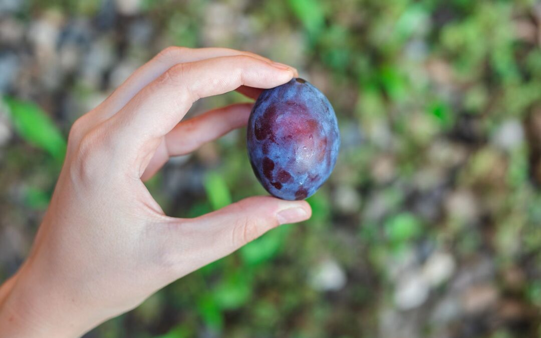 Mürdüm Eriği Besin Değeri, Kalorisi, Faydaları