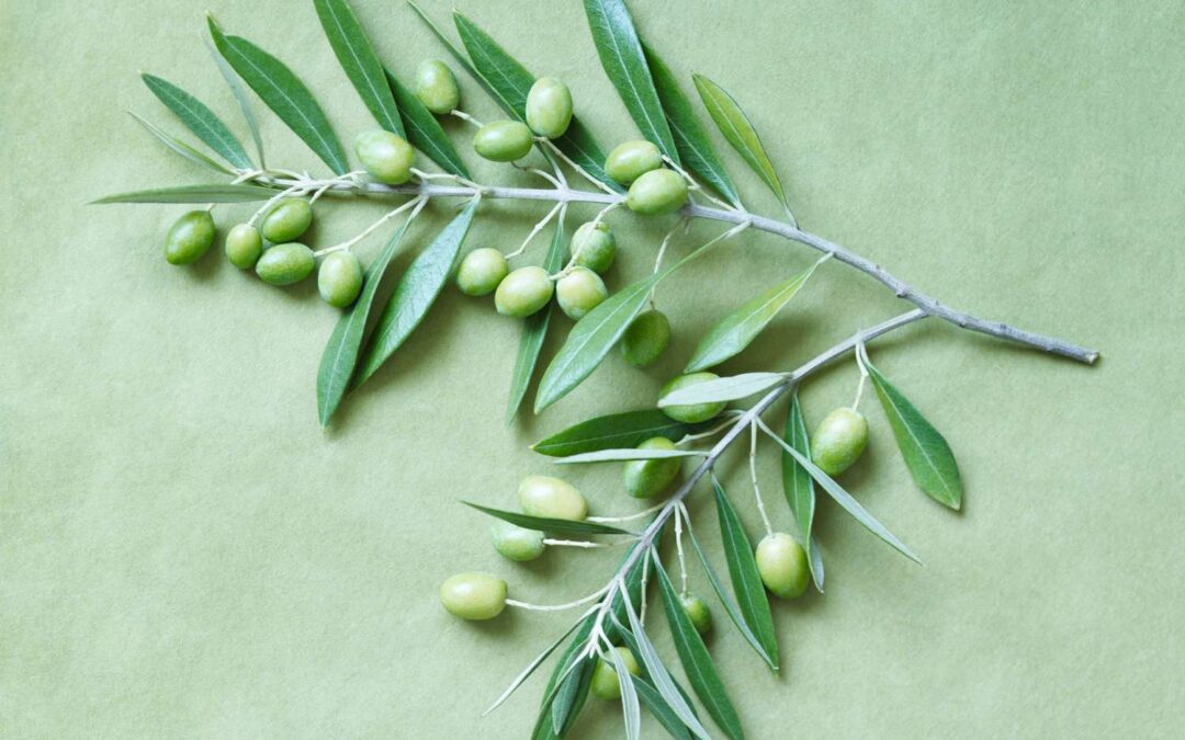 Oleuropein: Zeytin Yaprağının Güçlü Bileşeni