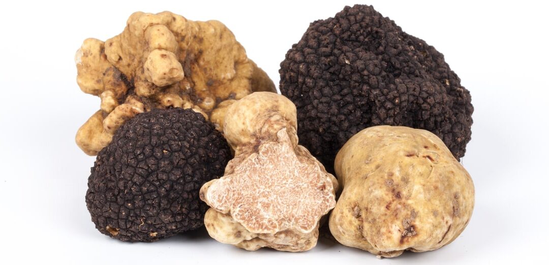 Trüf Mantarı Çeşitleri