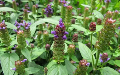 Yara Otu (Prunella vulgaris) Nedir ve Faydaları Nelerdir?