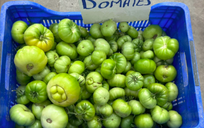 Yeşil Domates Mezesi Tarifi