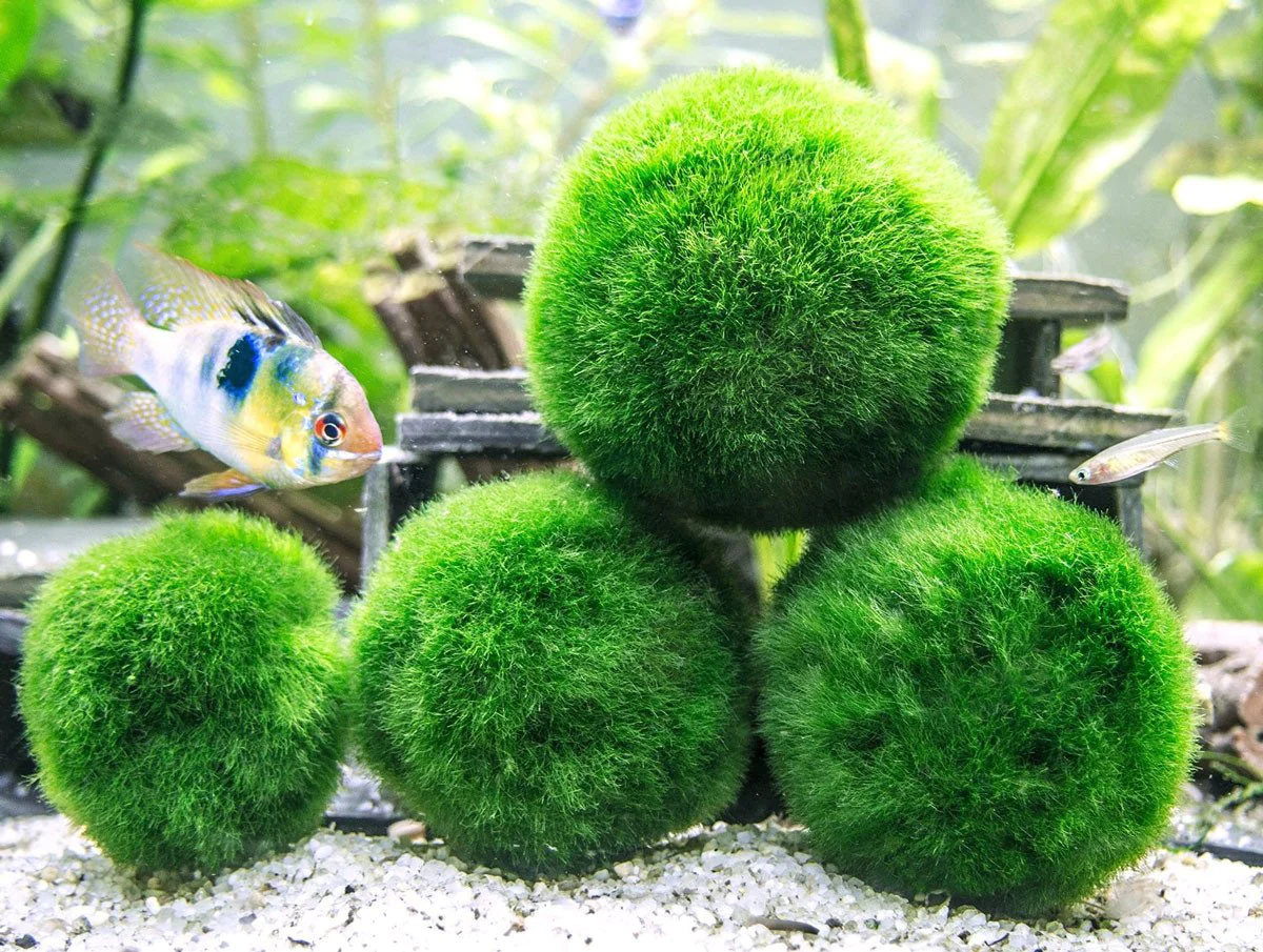 marimo hikayesi